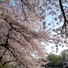 福生桜まつりへ行く前に。炎のテイクアウトで“お花見スタイル”に