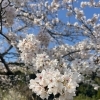 肩こり・首こりでお悩みの方へ⭐︎心と身体が軽くなる松江市の自宅サロンCamellia（カメリア）