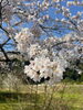 桜満開🌸「肩こり・首こりでお悩みの方へ⭐︎心と身体が軽くなる松江市の自宅サロンCamellia（カメリア）」