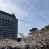 大分市内の桜が見頃に🌸お花見さんぽはいかがですか？