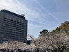 桜吹雪の下でのんびり過ごす時間って、心を穏やかにしてくれますよね☺️「大分市内の桜が見頃に🌸お花見さんぽはいかがですか？」