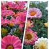 花壇を彩る花苗が入荷しました！【珍しいお花。セリンセマヨールや青い花のブルークローバー】新潟県村上市の園芸店 g+f MOMO　～10周年SALE開催！春の園芸シーズンをお得に！～