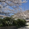 旧金谷小も桜が満開になりました❀