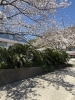 「旧金谷小も桜が満開になりました❀」