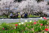 暖かい春の日差し、時折吹く風に花びらが舞います。「花見第二陣ファミリア愛」