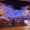つかしん夜桜イルミ2026