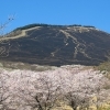 別府市　学習塾RainBow　扇山（大平山）の桜　【別府　塾　個別指導　高校入試　大学入試　新規生募集中】