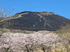 扇山の桜①「別府市　学習塾RainBow　扇山（大平山）の桜　【別府　塾　個別指導　高校入試　大学入試　新規生募集中】」