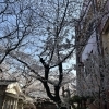 昼も夜も楽しむ、墨染の桜時間