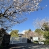 明日開催！国立遺伝学研究所の桜と一般公開を楽しもう♪