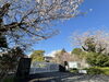 4月2日に撮影した桜「明日開催！国立遺伝学研究所の桜と一般公開を楽しもう♪」
