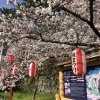 和歌山城の桜がほぼ満開！お花見シーズン本番です🌸