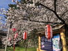 「和歌山城の桜がほぼ満開！お花見シーズン本番です🌸」