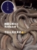 産地直送の活鰻「幻の三河一色メスうなぎ「艶鰻」の入荷状況について」