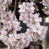 新年度が始まりました♪