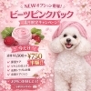 ピンクビーツパック「春の新オプション登場🌸ビーツピンクパックが4月限定で半額！」