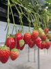 いっぱいいちごあるよ〜🍓「春休みのいちご狩り、パフェ作り体験」