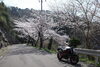 「花見に行こう！（今日は雨だけど･･･(^_^;）」