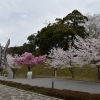 舞鶴引揚記念館は、ソメイヨシノが満開です🌸