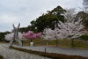 「舞鶴引揚記念館は、ソメイヨシノが満開です🌸」