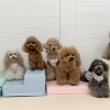 ましゅまろ幼稚園🐾