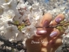 指先から華やかに、春色マグネットネイル「【mynail＊*】」