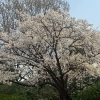 桜の季節到来です！