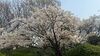 「桜の季節到来です！」