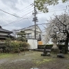 🌸 【切なる願い】桜よ、もう少しだけ踏ん張って。
