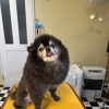 春春春スタイル🐩🐩🐈🎠