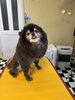 バロン君スッキリモード💕「春春春スタイル🐩🐩🐈🎠」