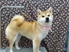 モデルのような決まりポーズ☆「顔出てきた【どっぐさろんあきゅ　京都市南区上鳥羽　小型犬専門　トリミング　ペットサロン】」