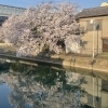 桜と卒業の生徒様