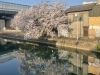 「桜と卒業の生徒様」