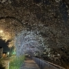 夜桜のように、ふっと力がゆるむ時間を【八王子】