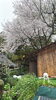 桜と建物、犬たちとの癒しの風景「8周年の記念のお知らせします」