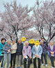 「茅野市宮川の桜並木「タカトオコヒガンザクラ」へお花見ドライブに行きました🌸【富士見・原村の福祉施設ひなたぼっこ】」