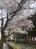 桜満開🌸「💐アリスで歓送迎会💐ご予約承り中🌸」