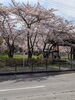 「天上寺さんの桜」