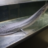 干上がっても死なない！？アフリカハイギョの驚異のサバイバル術【かすみがうら市水族館】