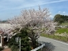 スクール前の桜「新学期がスタートします♪」