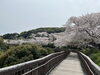 「4月6日 西海橋の桜の様子」