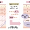 愛媛婚活❤️❤️婚活の入り口は見た目が命💛オートファジーってご存じですか？【えひめ結婚相談所Camellia】