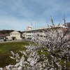 ⌘⌘⌘　スクールの桜　⌘⌘⌘