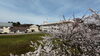 スクールの桜「⌘⌘⌘　スクールの桜　⌘⌘⌘」