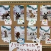 トリミングをしたワンちゃんたちの紹介