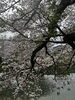 桜吹雪「海南市　移動式ペット火葬　花のうてな」