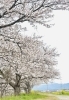 春だ！桜だ♬「春の網戸張り替えはお早めにどうぞ」