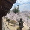 春を感じに、桜を見に行ってきました❀