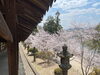 「春を感じに、桜を見に行ってきました❀」